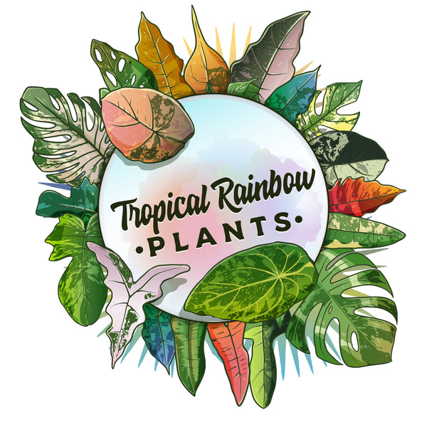 Tropical Rainbow Plants 