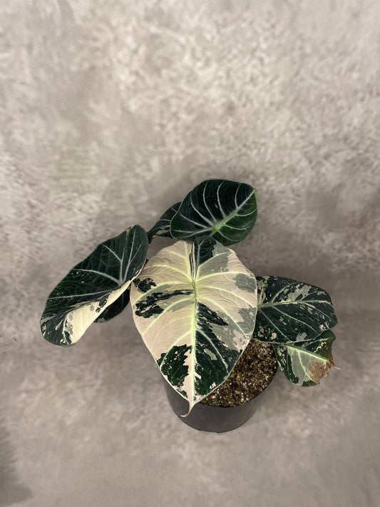 ALOCASIA BLACK VELVET VARIEGATA XL