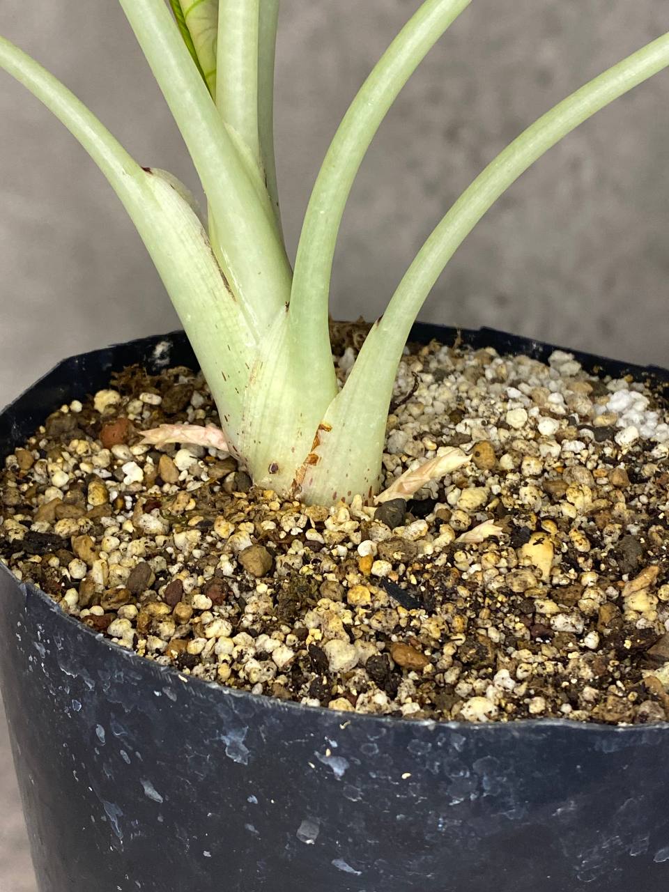 ALOCASIA BLACK VELVET VARIEGATA XL