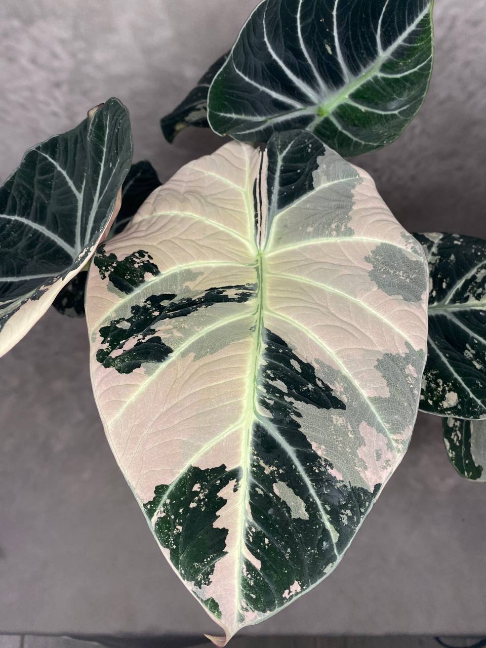 ALOCASIA BLACK VELVET VARIEGATA XL