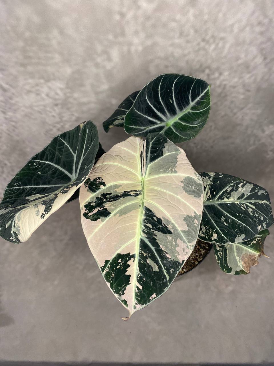 ALOCASIA BLACK VELVET VARIEGATA XL