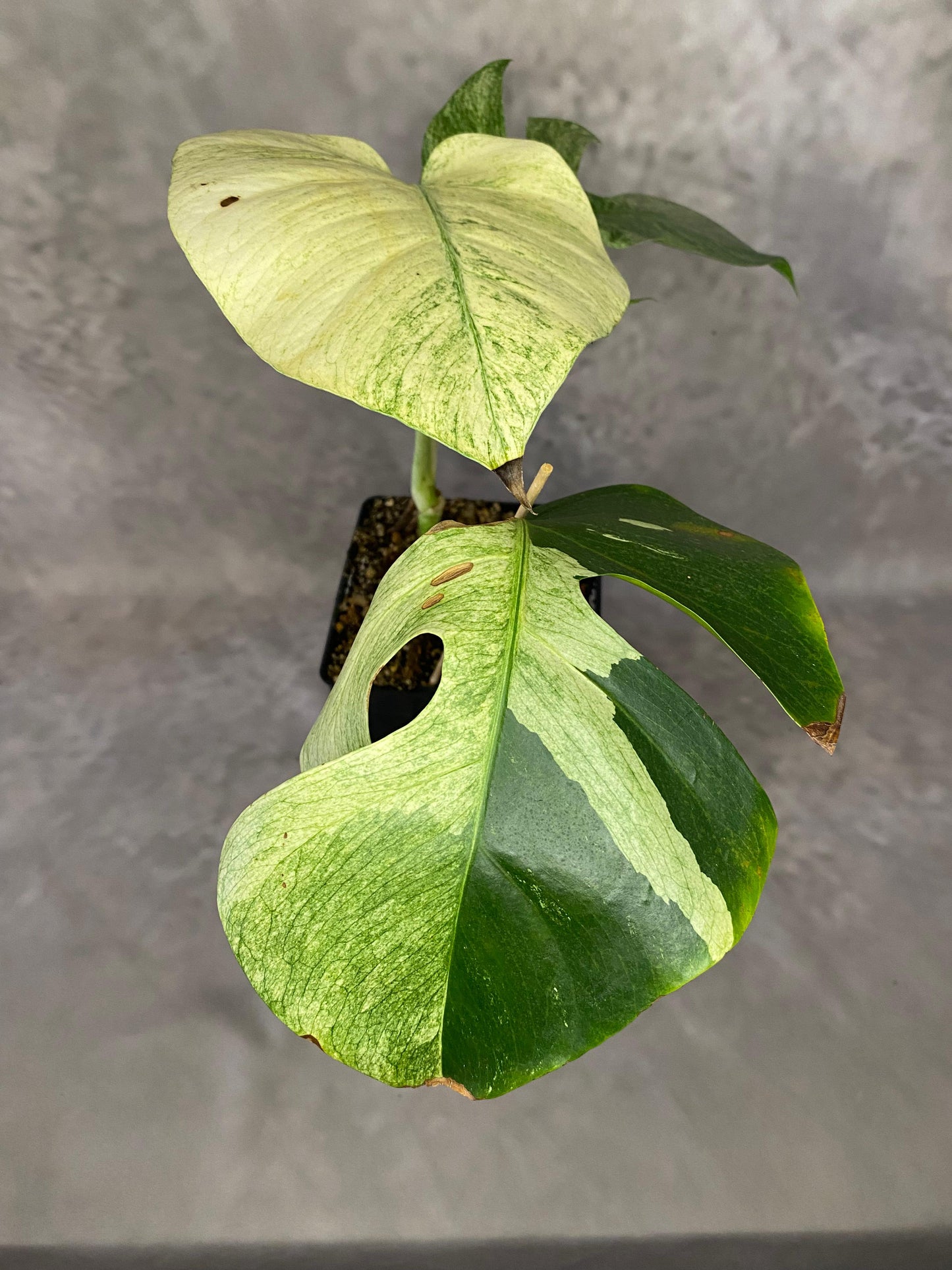 MONSTERA MINT LARGE FORM VARIEGATED - SIZE M