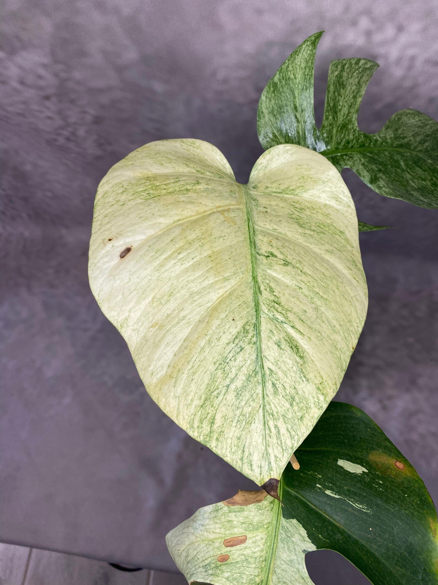 MONSTERA MINT LARGE FORM VARIEGATED - SIZE M