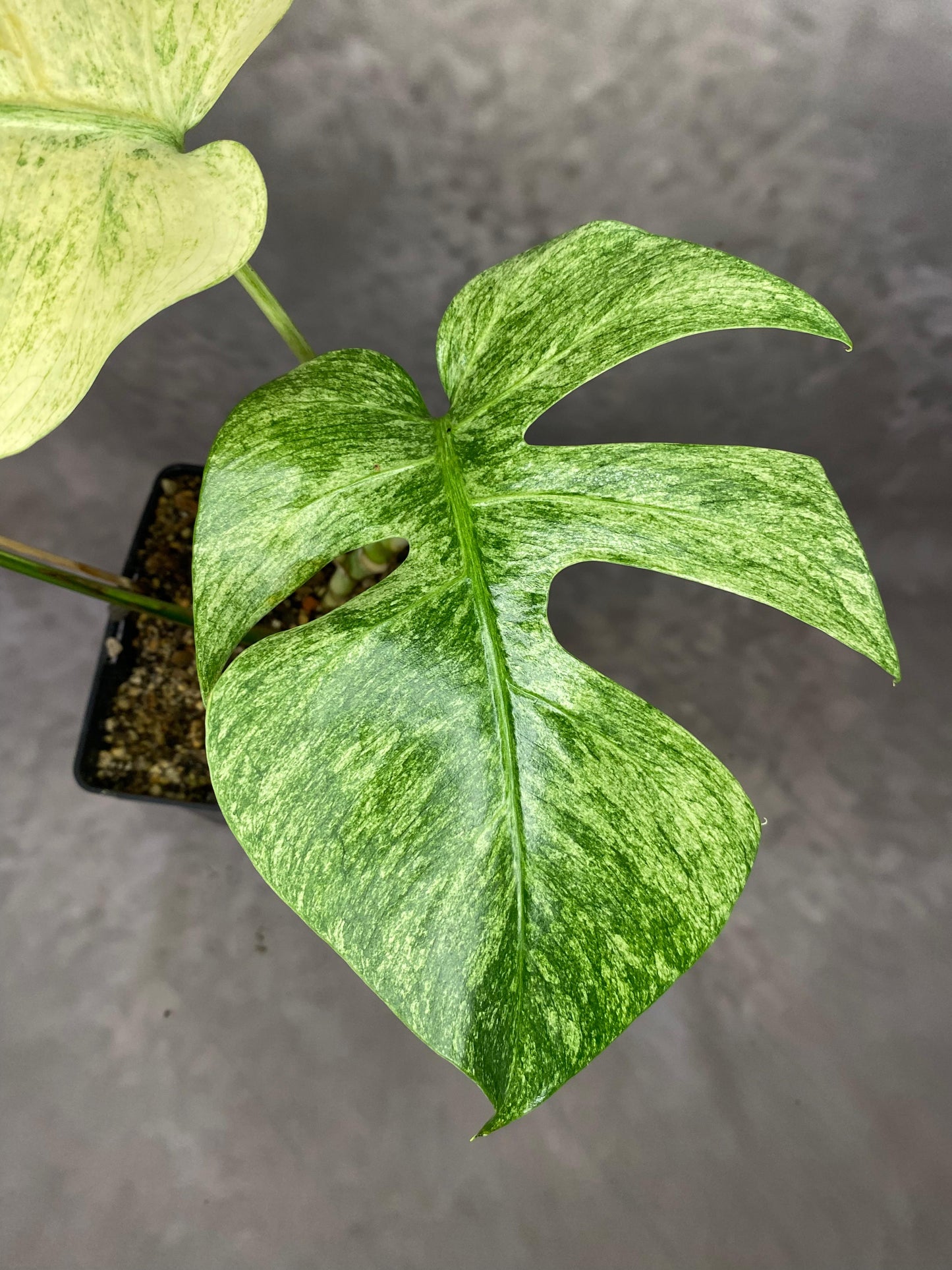 MONSTERA MINT LARGE FORM VARIEGATED - SIZE M