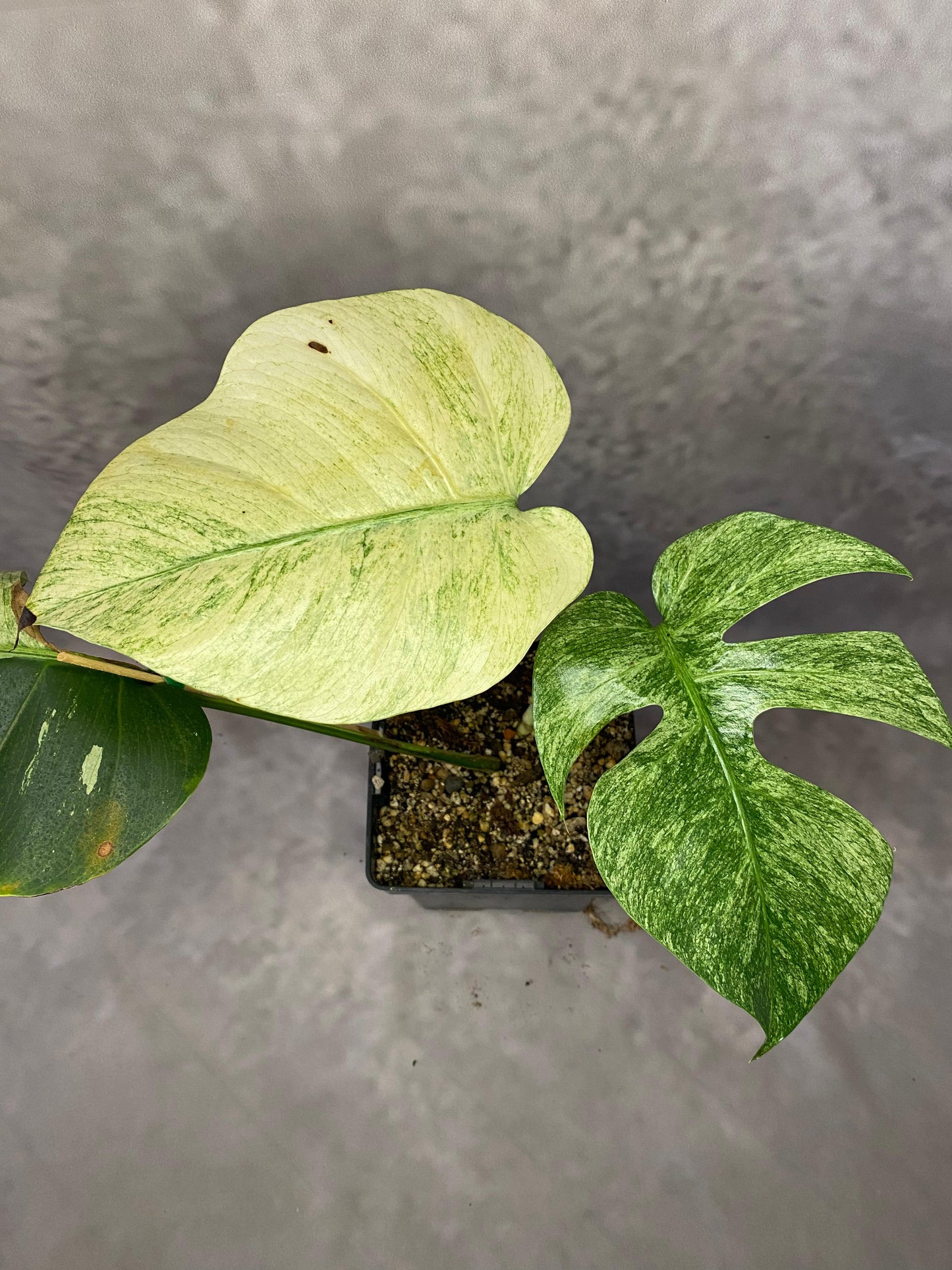 MONSTERA MINT LARGE FORM VARIEGATED - SIZE M