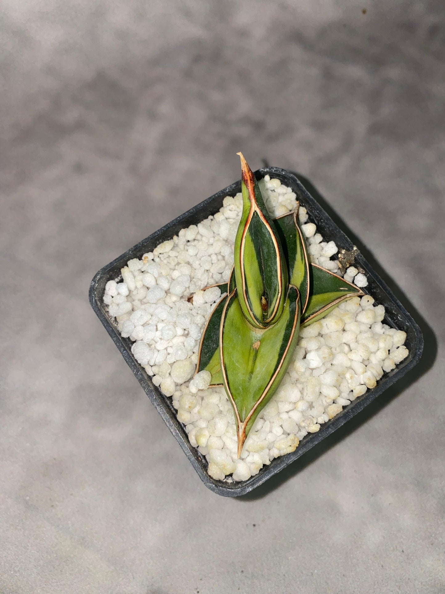 SANSEVIERIA RORIDA VARIEGATA