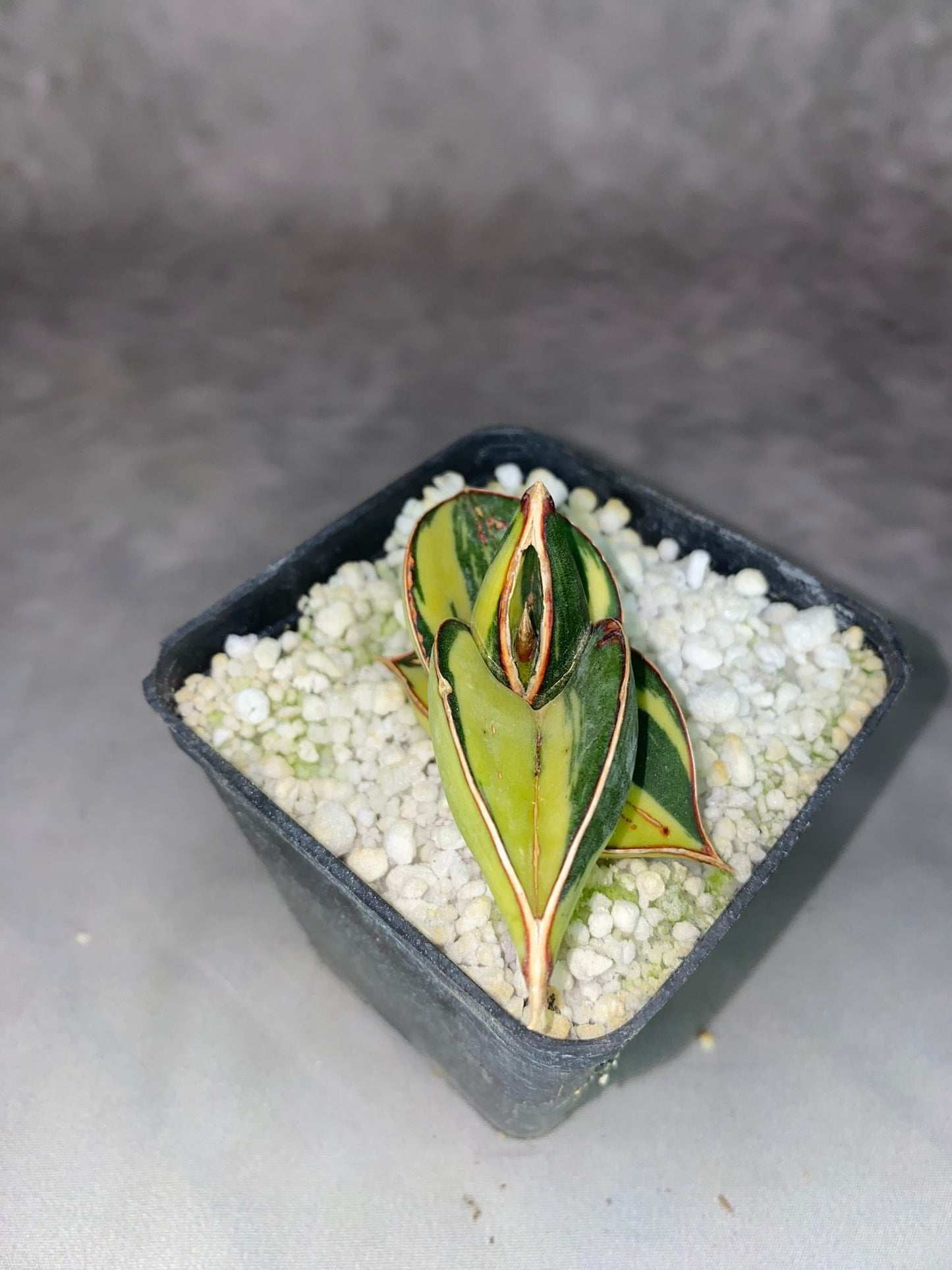 SANSEVIERIA RORIDA VARIEGATA