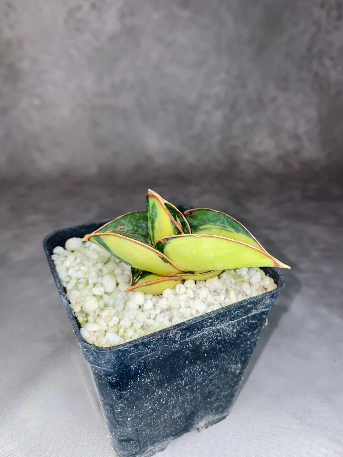 SANSEVIERIA RORIDA VARIEGATA